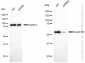 KD-Validated Anti-Cyclin B1 Rabbit Monoclonal Antibody