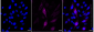 KD-Validated Anti-Phospho-Cyclin B1 (Ser126) Rabbit Monoclonal Antibody