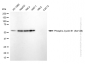 KD-Validated Anti-Phospho-Cyclin B1 (Ser126) Rabbit Monoclonal Antibody