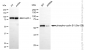 KD-Validated Anti-Phospho-Cyclin B1 (Ser126) Rabbit Monoclonal Antibody