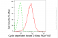 KD-Validated Anti-Cyclin Dependent Kinase 2 Rabbit Monoclonal Antibody
