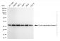 KD-Validated Anti-Cyclin Dependent Kinase 2 Rabbit Monoclonal Antibody