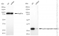 KD-Validated Anti-Cyclin Dependent Kinase 2 Rabbit Monoclonal Antibody