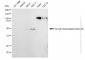 KD-Validated Anti-Growth associated protein 43 Rabbit Monoclonal Antibody