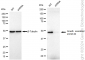 KD-Validated Anti-Growth associated protein 43 Rabbit Monoclonal Antibody