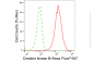KD-Validated Anti-Creatine Kinase B type Rabbit Monoclonal Antibody
