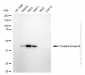 KD-Validated Anti-Creatine Kinase B type Rabbit Monoclonal Antibody