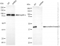 KD-Validated Anti-Creatine Kinase B type Rabbit Monoclonal Antibody