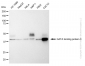 KD-Validated Anti-GATA binding protein 3 Rabbit Monoclonal Antibody