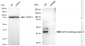 KD-Validated Anti-GATA binding protein 3 Rabbit Monoclonal Antibody