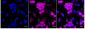 KD-Validated Anti-Creatine Kinase B type Rabbit Monoclonal Antibody