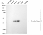 KD-Validated Anti-Creatine Kinase B type Rabbit Monoclonal Antibody