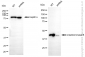 KD-Validated Anti-Creatine Kinase B type Rabbit Monoclonal Antibody