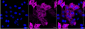 KD-Validated Anti-Epidermal Growth Factor Receptor Rabbit Monoclonal Antibody