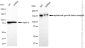 KD-Validated Anti-Epidermal Growth Factor Receptor Rabbit Monoclonal Antibody