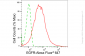 KD-Validated Anti-Epidermal Growth Factor Receptor Rabbit Monoclonal Antibody