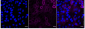 KD-Validated Anti-Epidermal Growth Factor Receptor Rabbit Monoclonal Antibody