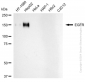 KD-Validated Anti-Epidermal Growth Factor Receptor Rabbit Monoclonal Antibody