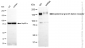 KD-Validated Anti-Epidermal Growth Factor Receptor Rabbit Monoclonal Antibody
