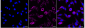 KD-Validated Anti-Epidermal Growth Factor Receptor Rabbit Monoclonal Antibody
