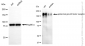 KD-Validated Anti-Epidermal Growth Factor Receptor Rabbit Monoclonal Antibody