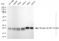 KD-Validated Anti-Phospho-4E BP1 (Thr46) Rabbit Monoclonal Antibody