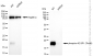 KD-Validated Anti-Phospho-4E BP1 (Thr46) Rabbit Monoclonal Antibody