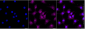 KD-Validated Anti-EIF4EBP1 Rabbit Monoclonal Antibody