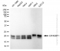 KD-Validated Anti-EIF4EBP1 Rabbit Monoclonal Antibody