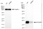 KD-Validated Anti-EIF4EBP1 Rabbit Monoclonal Antibody