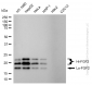 KD-Validated Anti-Fibroblast Growth Factor 2 Rabbit Monoclonal Antibody