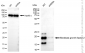 KD-Validated Anti-Fibroblast Growth Factor 2 Rabbit Monoclonal Antibody