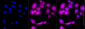 KD-Validated Anti-Glutathione Peroxidase 1 Rabbit Monoclonal Antibody