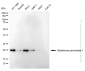 KD-Validated Anti-Glutathione Peroxidase 1 Rabbit Monoclonal Antibody