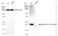 KD-Validated Anti-Glutathione Peroxidase 1 Rabbit Monoclonal Antibody