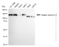 KD-Validated Anti-Integrin alpha V Rabbit Monoclonal Antibody