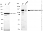 KD-Validated Anti-Integrin alpha V Rabbit Monoclonal Antibody