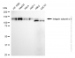 KD-Validated Anti-Integrin alpha V Rabbit Monoclonal Antibody