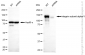 KD-Validated Anti-Integrin alpha V Rabbit Monoclonal Antibody