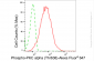 KD-Validated Anti-Phospho-PKC alpha (Thr638) Rabbit Monoclonal Antibody