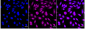 KD-Validated Anti-Phospho-PKC alpha (Thr638) Rabbit Monoclonal Antibody