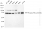 KD-Validated Anti-Phospho-PKC alpha (Thr638) Rabbit Monoclonal Antibody