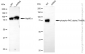 KD-Validated Anti-Phospho-PKC alpha (Thr638) Rabbit Monoclonal Antibody
