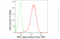 KD-Validated Anti-Protein Kinase C Alpha Rabbit Monoclonal Antibody