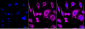 KD-Validated Anti-Protein Kinase C Alpha Rabbit Monoclonal Antibody