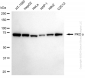 KD-Validated Anti-Protein Kinase C Alpha Rabbit Monoclonal Antibody