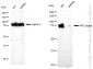 KD-Validated Anti-Protein Kinase C Alpha Rabbit Monoclonal Antibody
