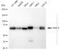 KD-Validated Anti-Protein Kinase C Delta Rabbit Monoclonal Antibody