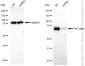 KD-Validated Anti-Protein Kinase C Delta Rabbit Monoclonal Antibody