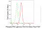 KD-Validated Anti-Phospho-PKC gamma (Thr514) Rabbit Monoclonal Antibody